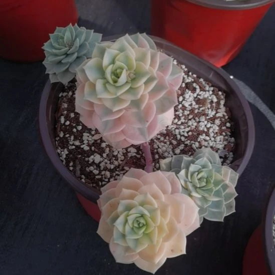 白牡丹超白锦（景天科）