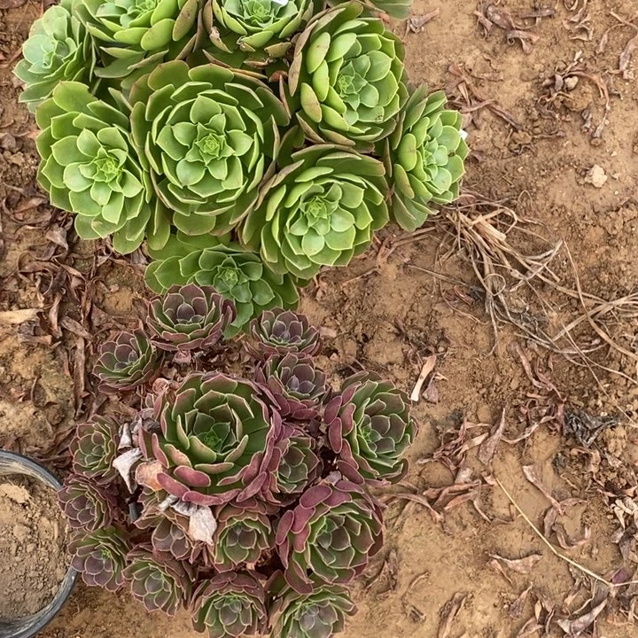 完全开放546组合套餐多肉植物