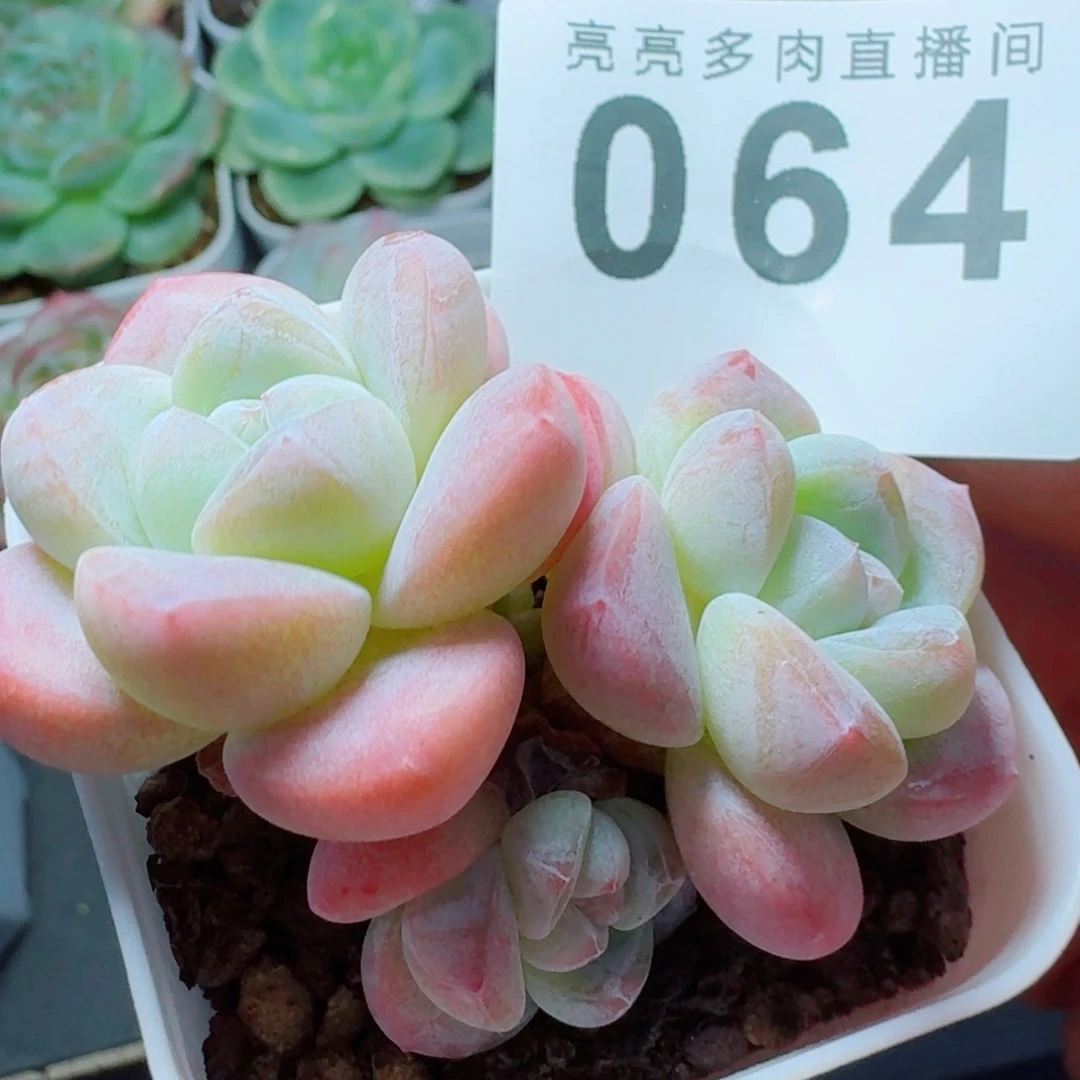 粉糖心冰玉            精美多肉植物