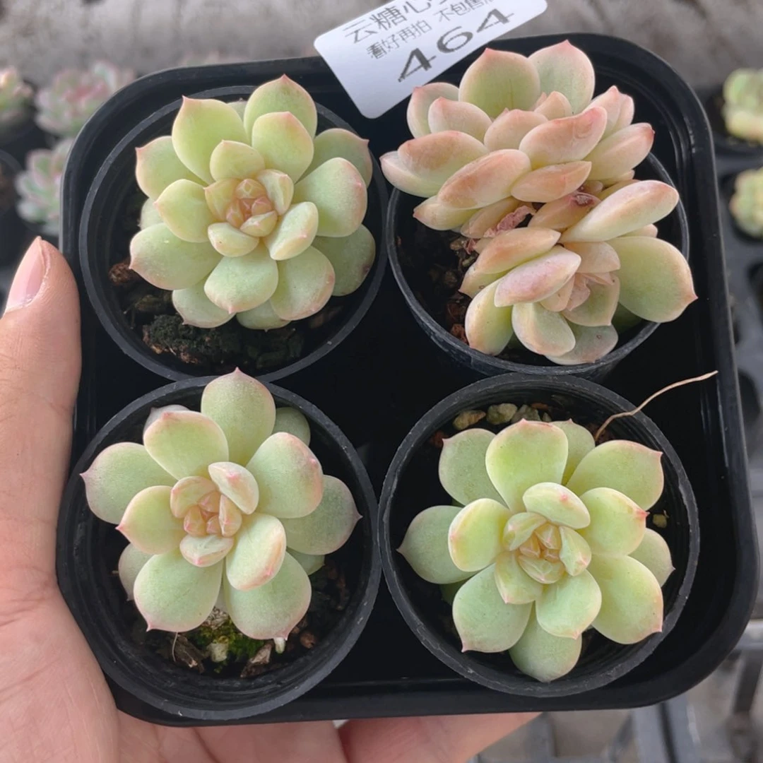 云糖心多肉植物464
