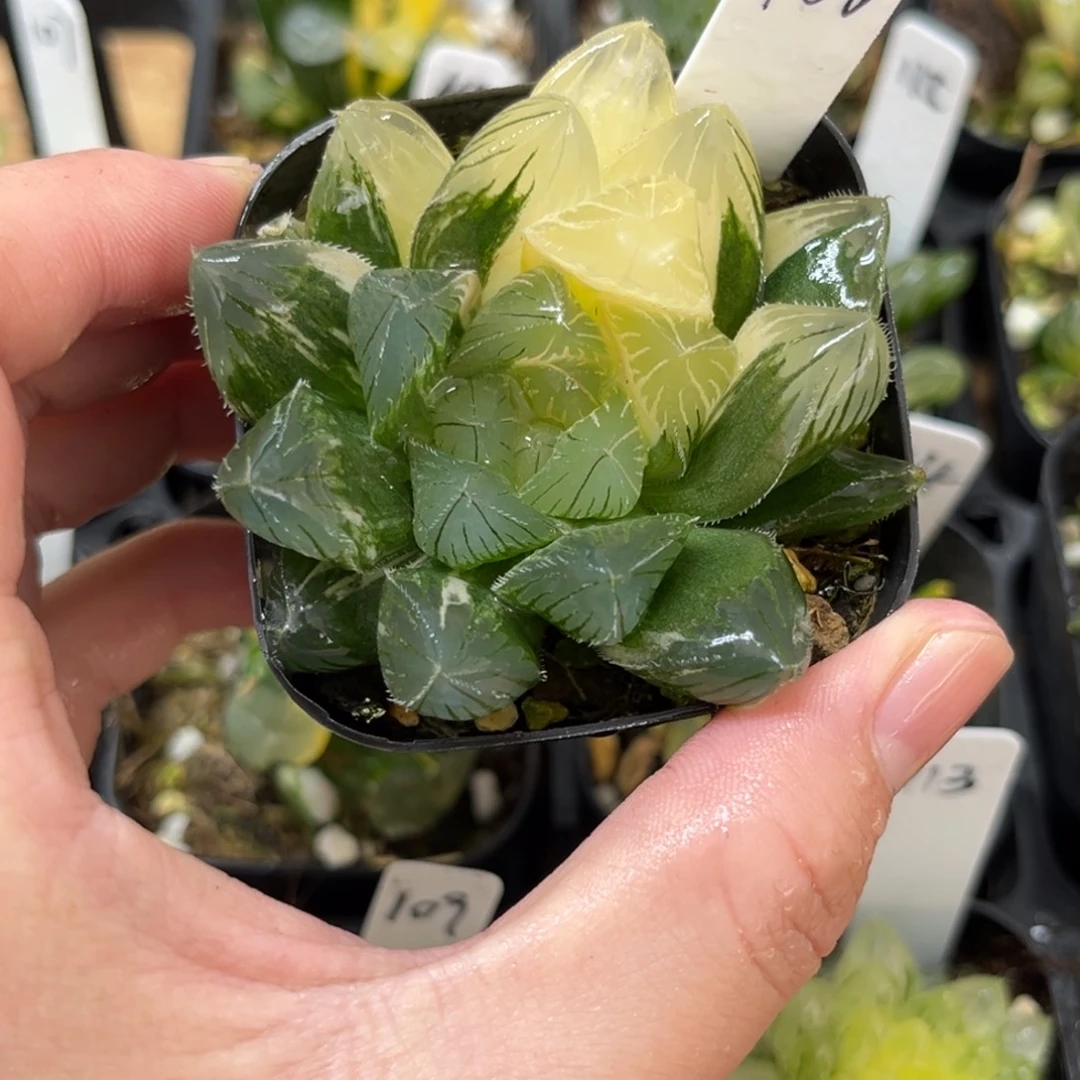 108龙鳞玉露锦一物一拍