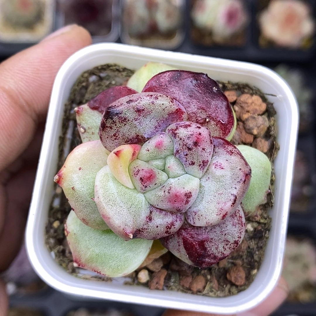 小***宝月影珍妮石化变异5厘米盆多肉