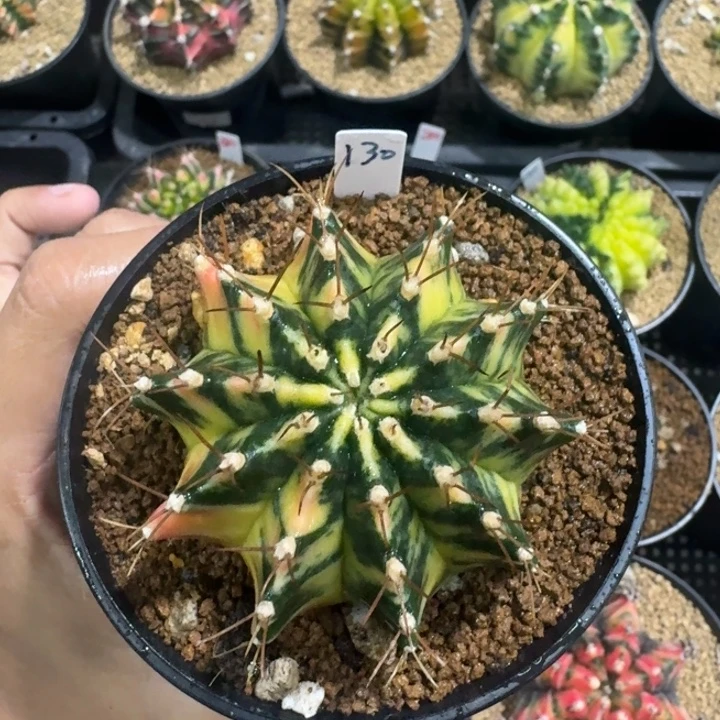 散斑米哈锦福利漏