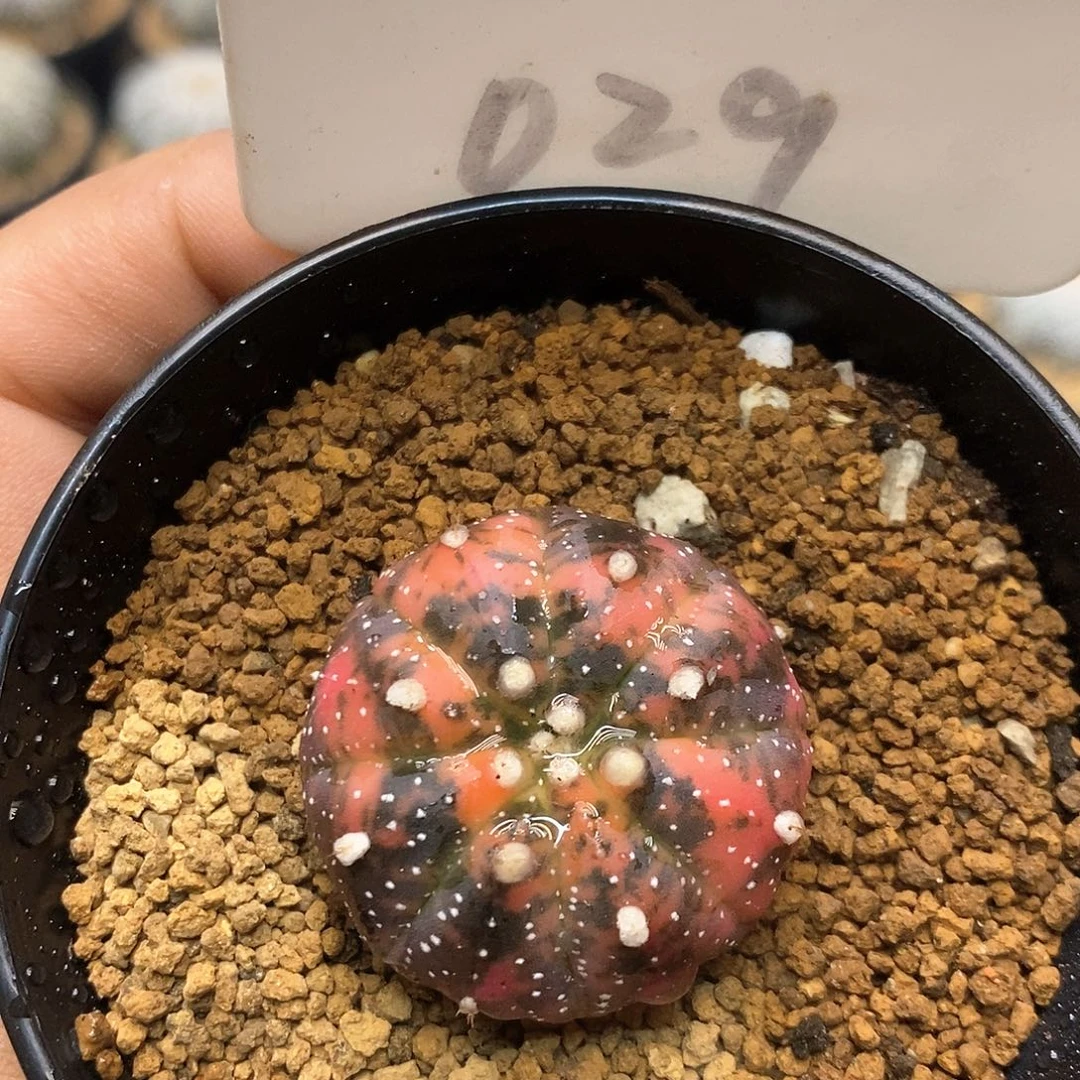 029红兜锦福利特价来了打