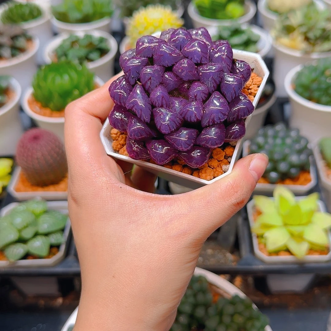 紫宝石冰灯玉露，原盆，人工上色