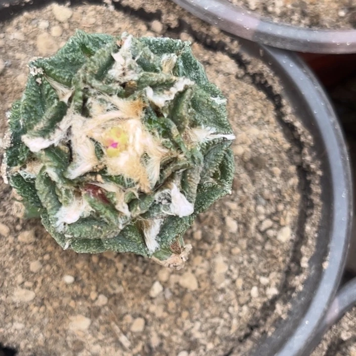 牡丹仙人球嫁接福利1