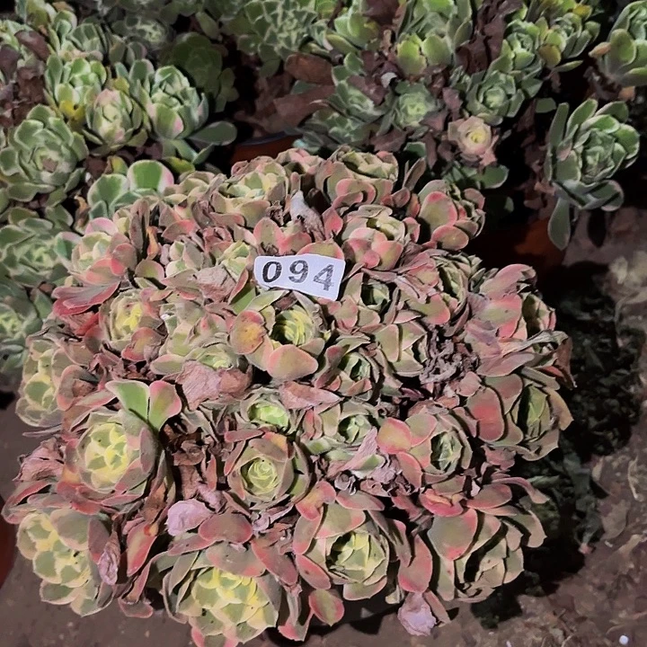 094妖月多肉植物不售后