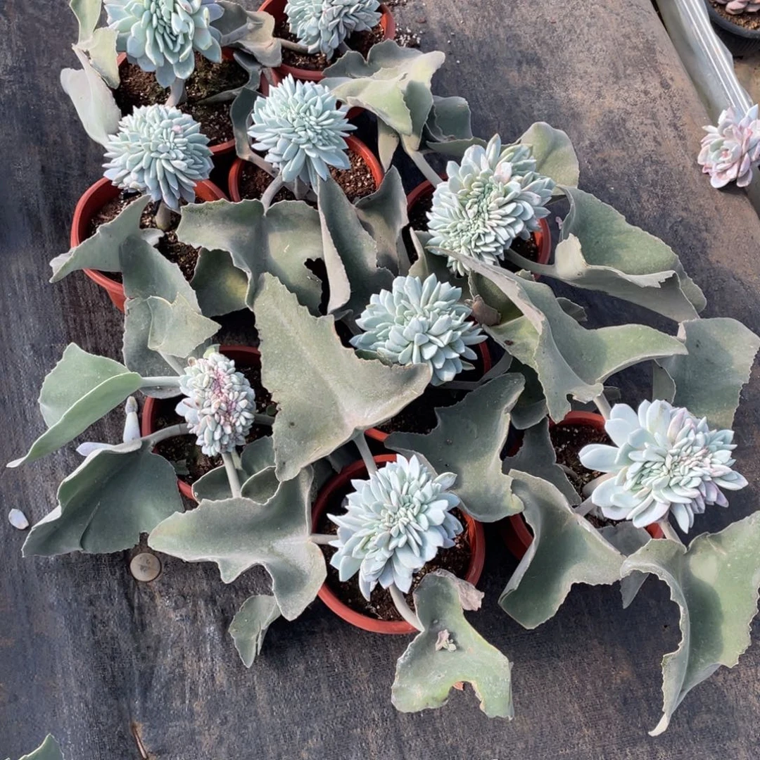 柒***节糖心嫦娥11棵物流