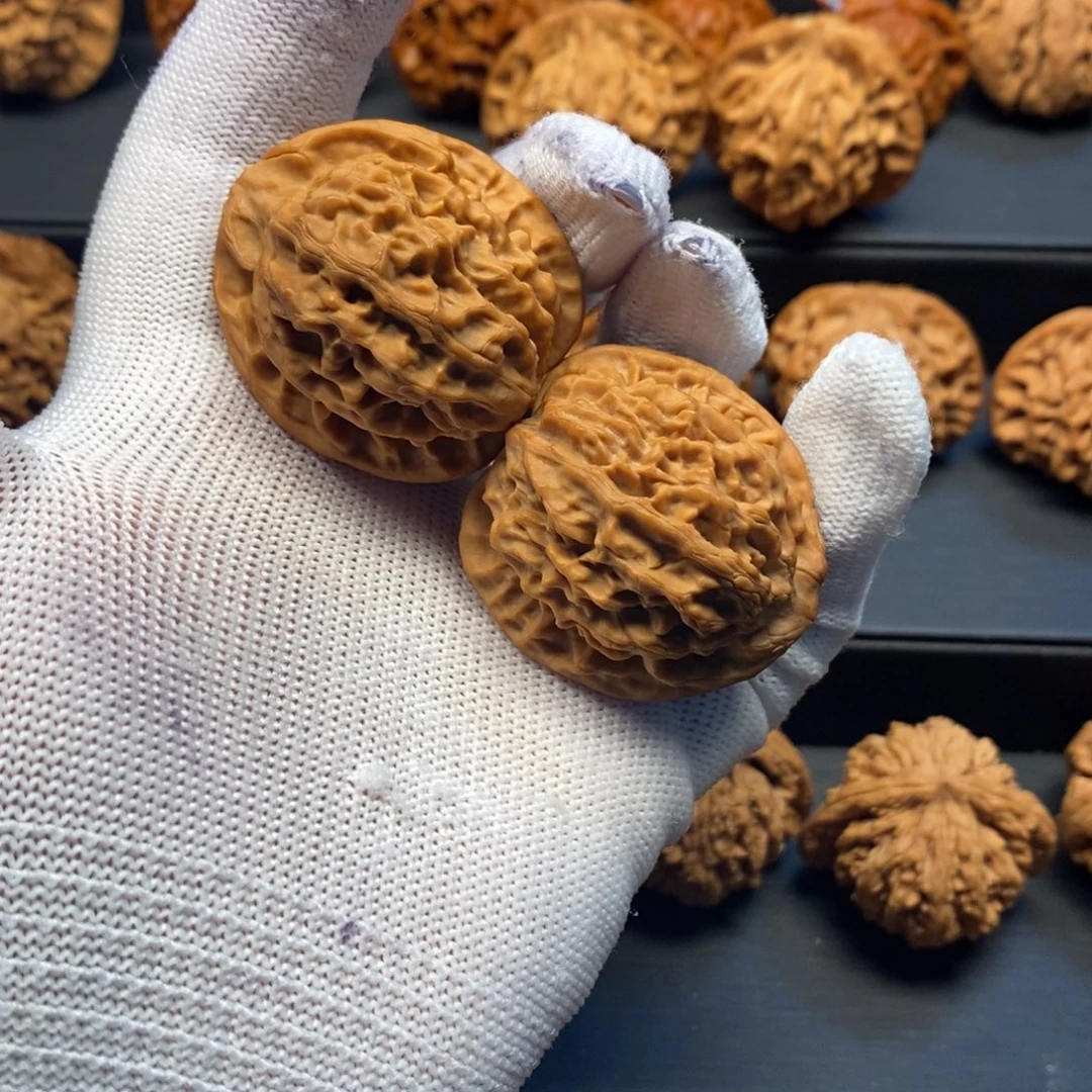 36尺秦岭野生金公子