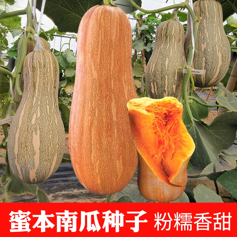 【满5包包邮】蜜本南瓜种子超甜粉面密本南瓜种子甜面南瓜种籽早熟