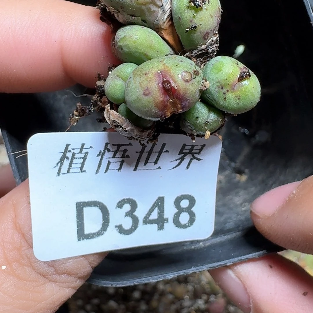 348盒多肉植物哇f gb h
