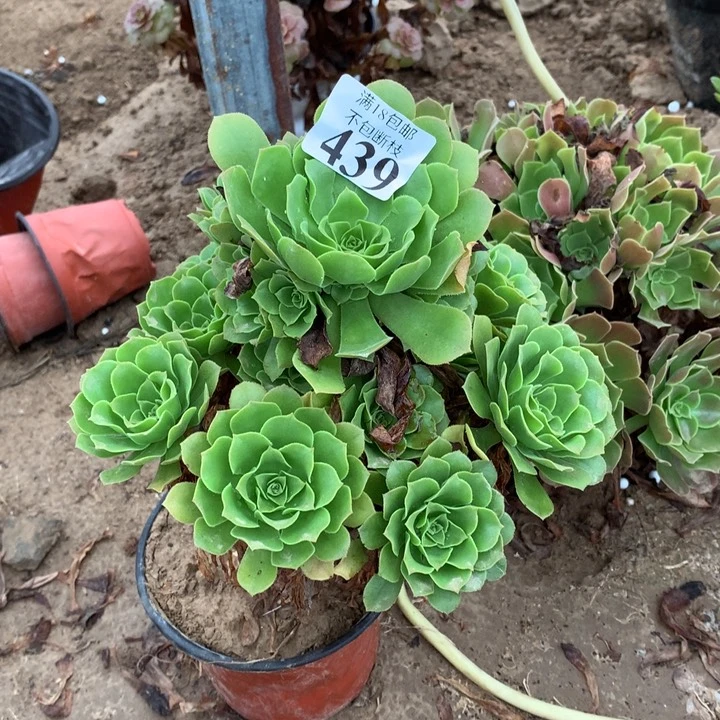 城****饭439绿玫瑰手捧3号