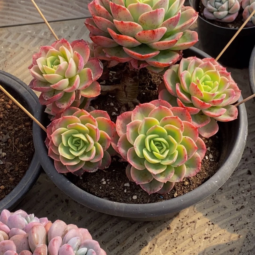 曼**华多肉植物一物一拍