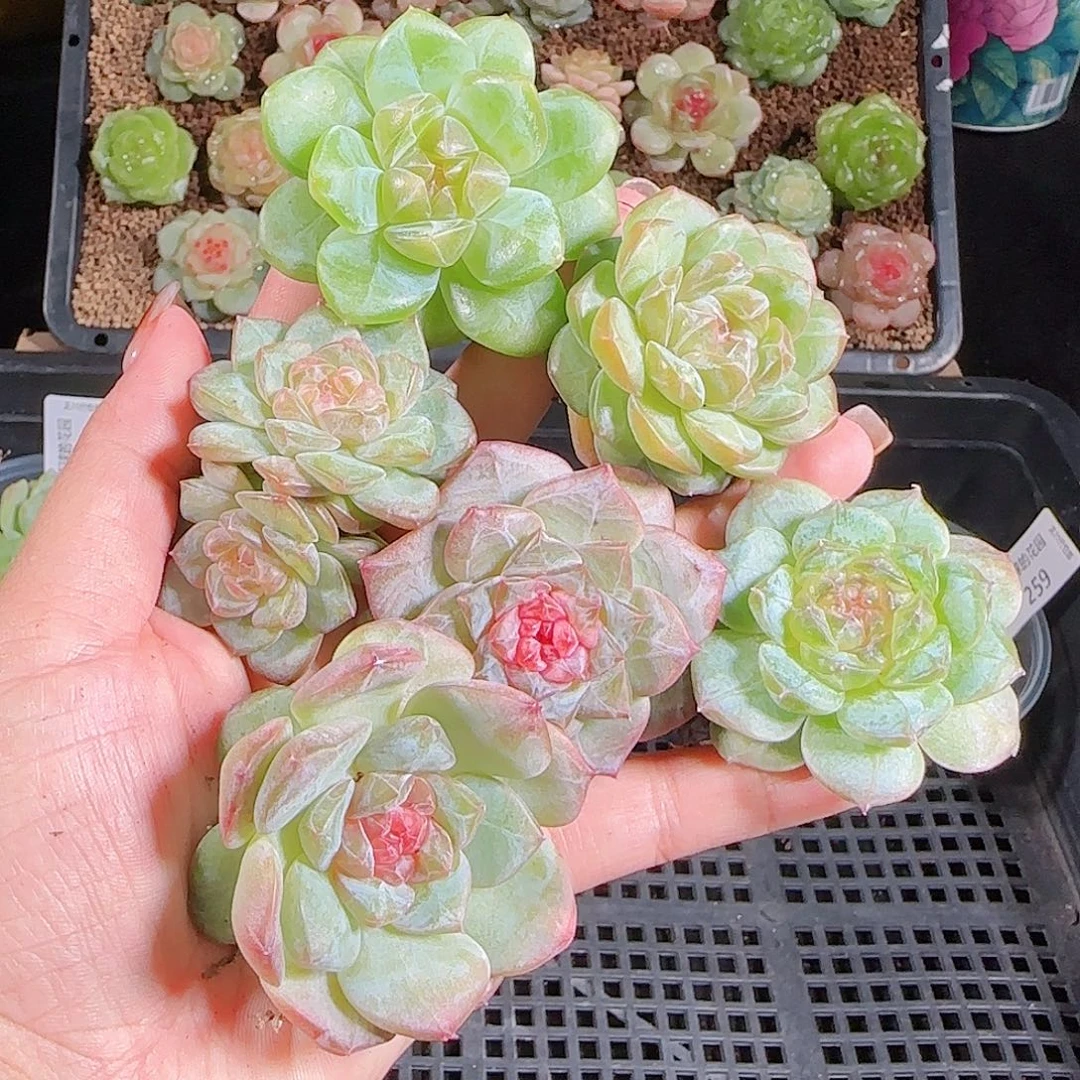 1027--260一物一拍