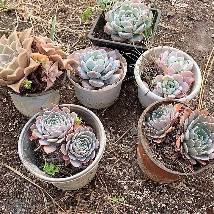 六颗多肉一组满18发