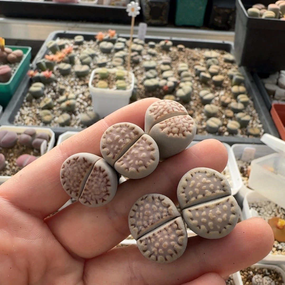 11.16。萌肉饼干福利。8050