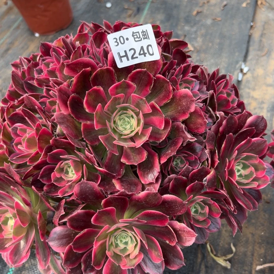 240女妖多肉法师