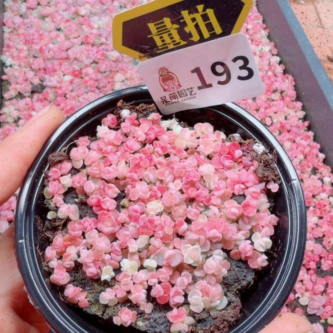 多肉植物多肉植物