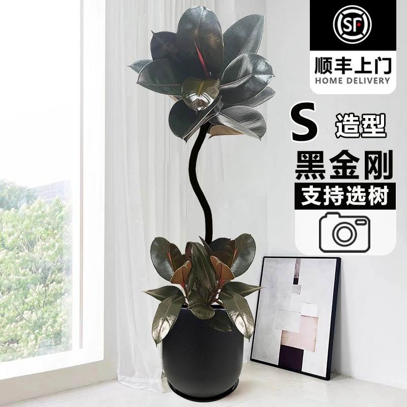A黑金刚直播间选树一物一拍橡皮树网红室内客厅办公室黑金刚绿植