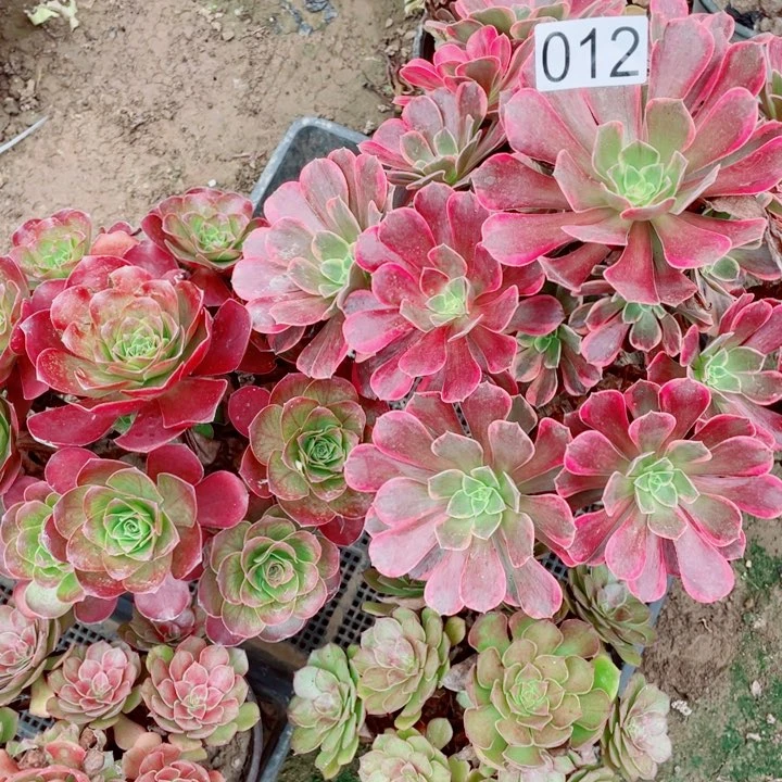 多肉植物组合012