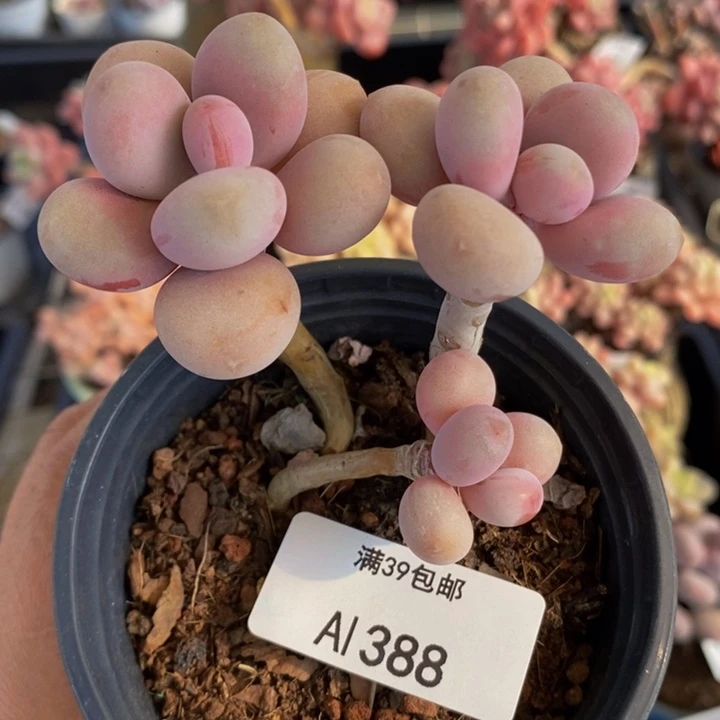 糖果桃蛋老桩388多肉植物