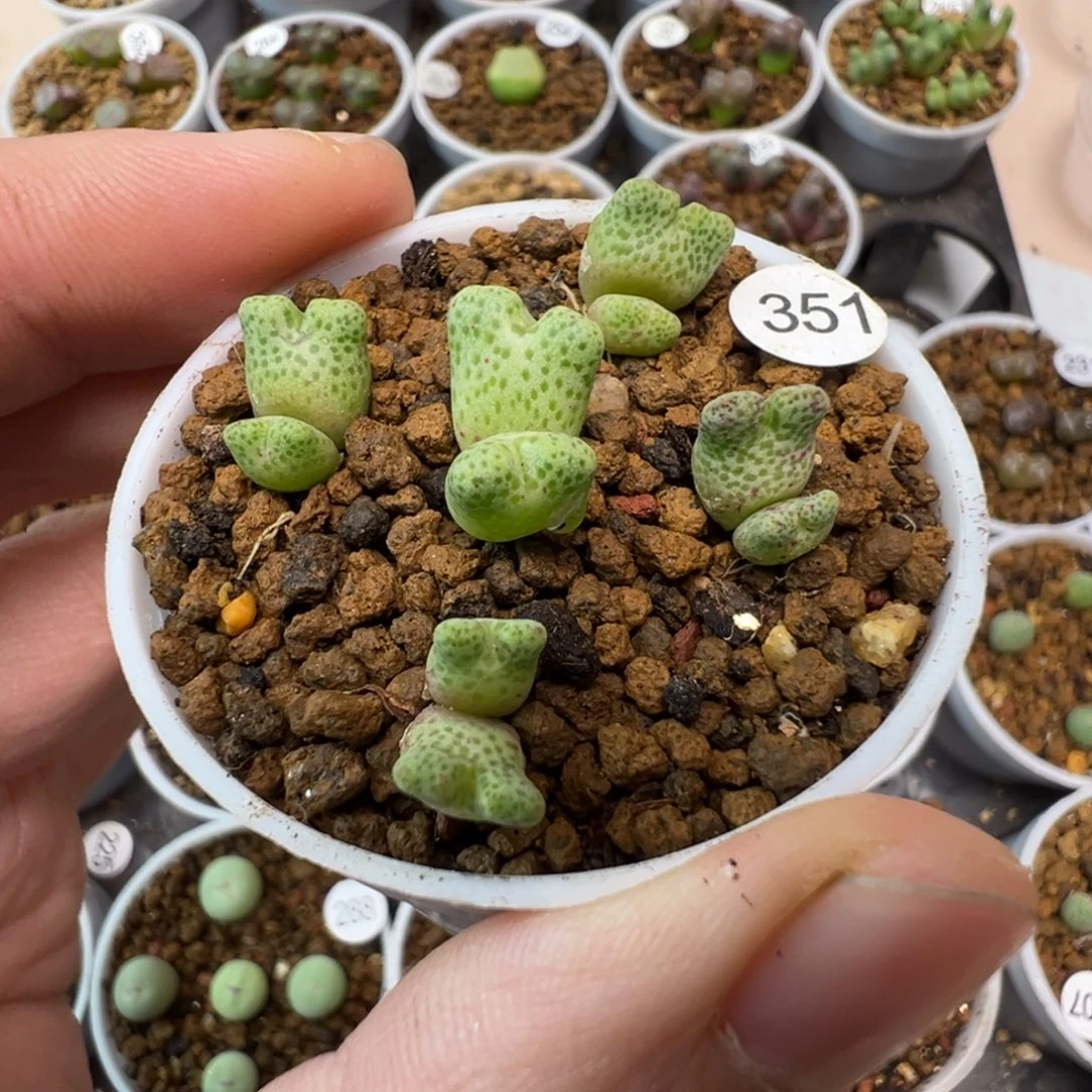 鹿角斑马双头一颗脱土351000