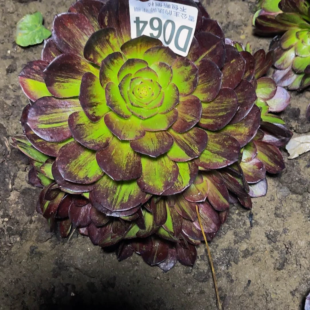 法师法师32–9包邮法师