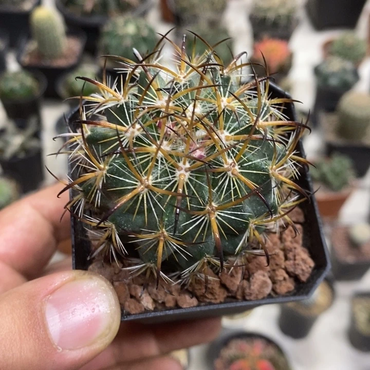 实生虎爪玉特价福利