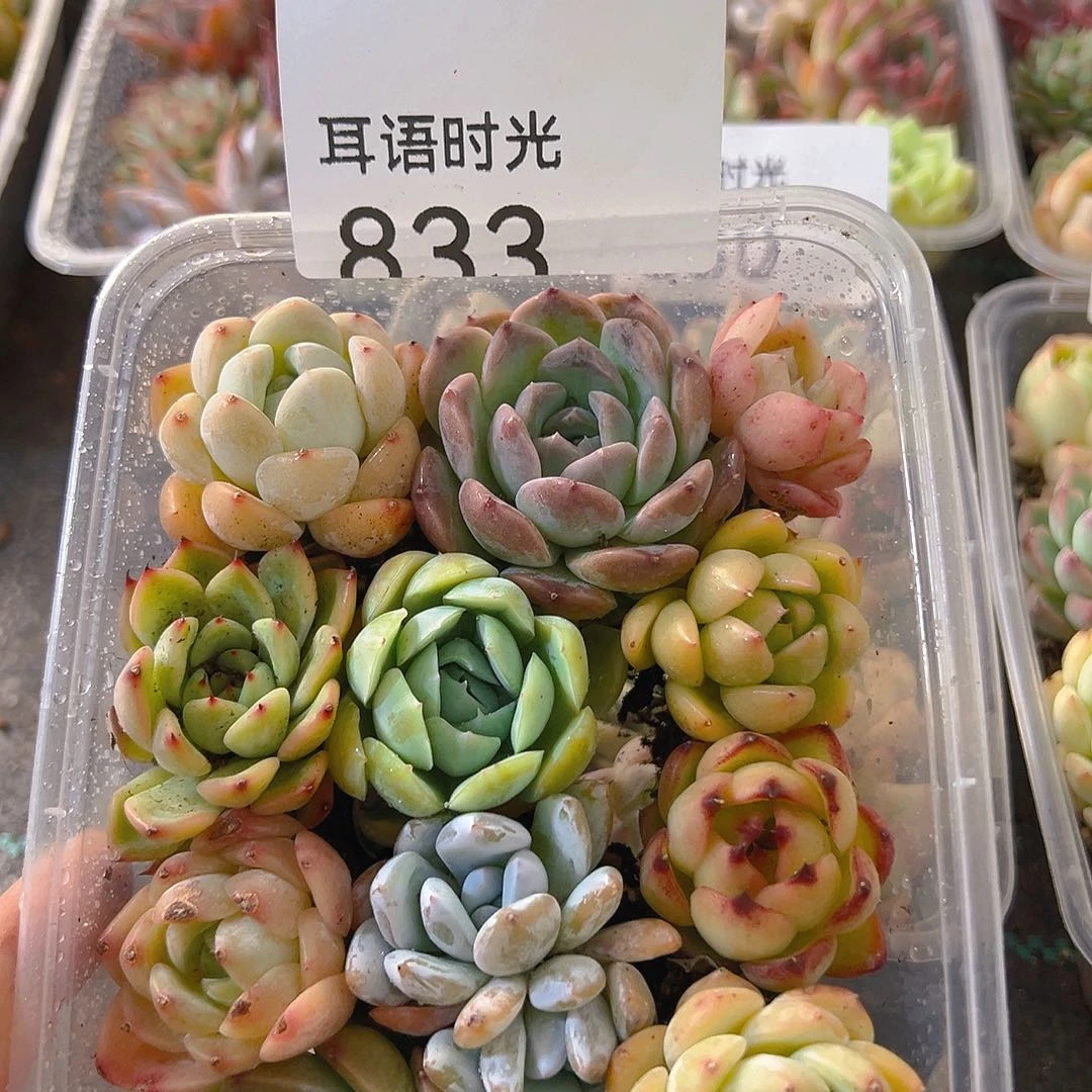 833，拼盘，带盆带土发货