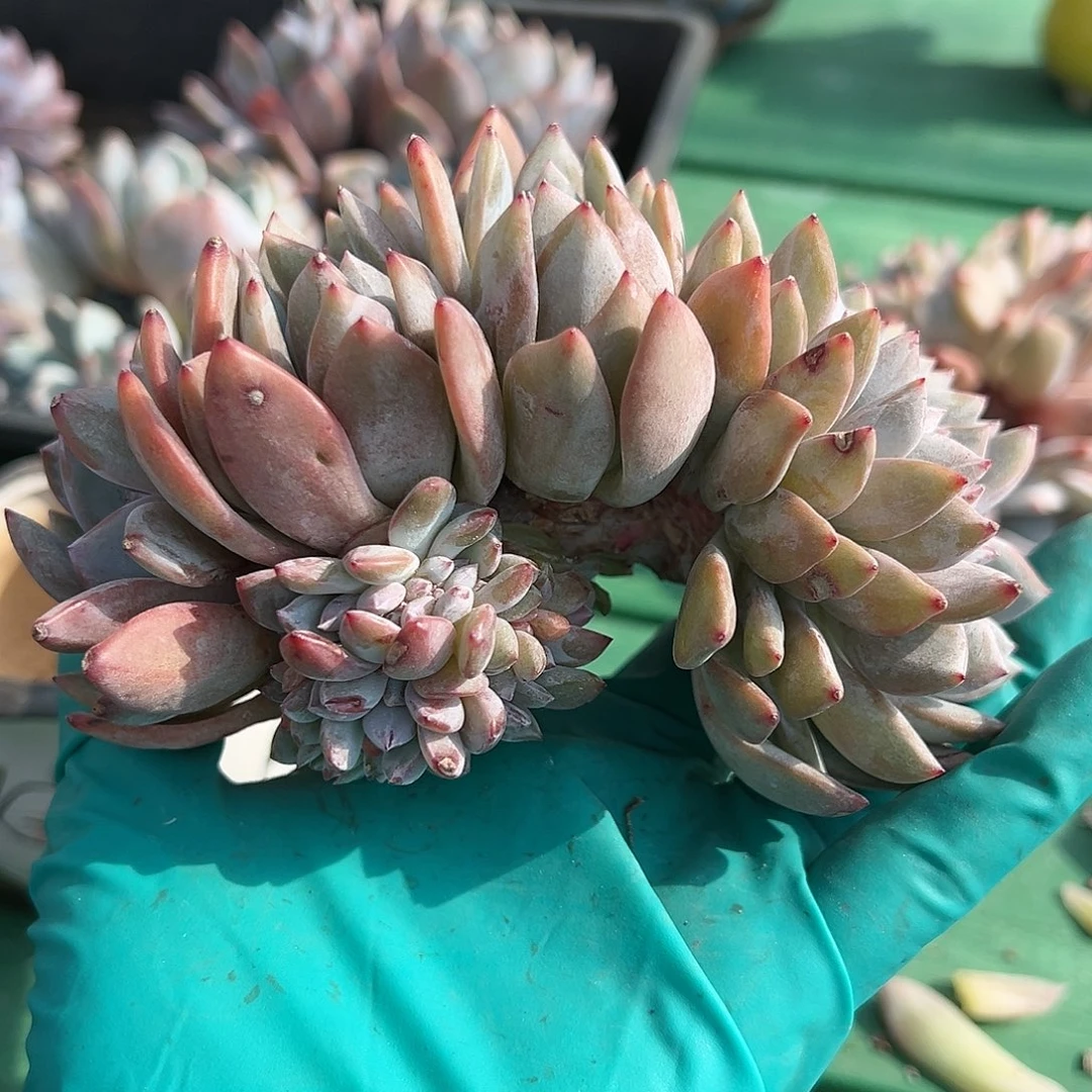 兮*耶chghghgvhghgvvbhjj