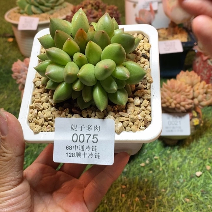 0075 不满68请拍冷链