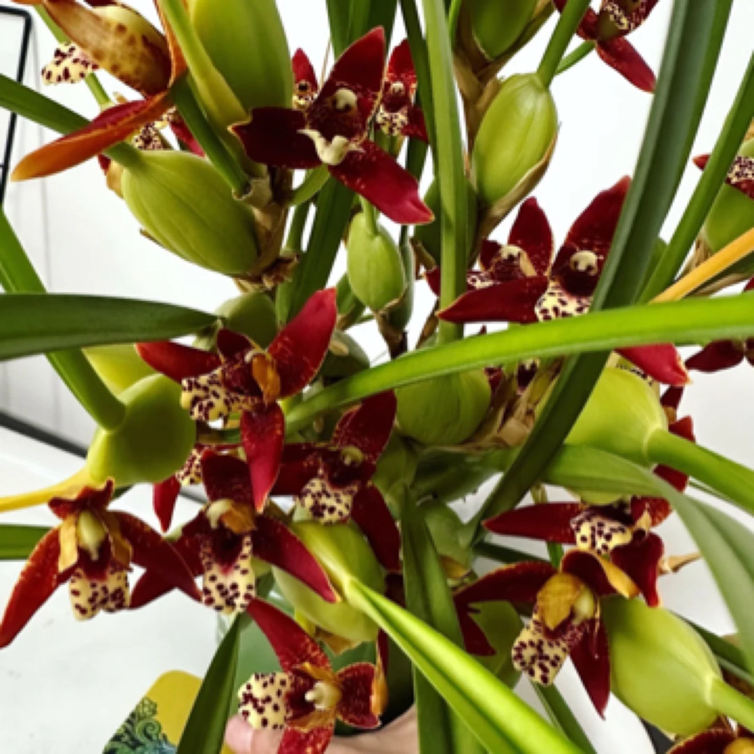 咖啡兰室内外绿植花苞发货