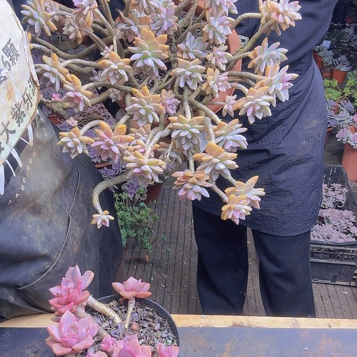 老庄飘之大淡雪一物一拍