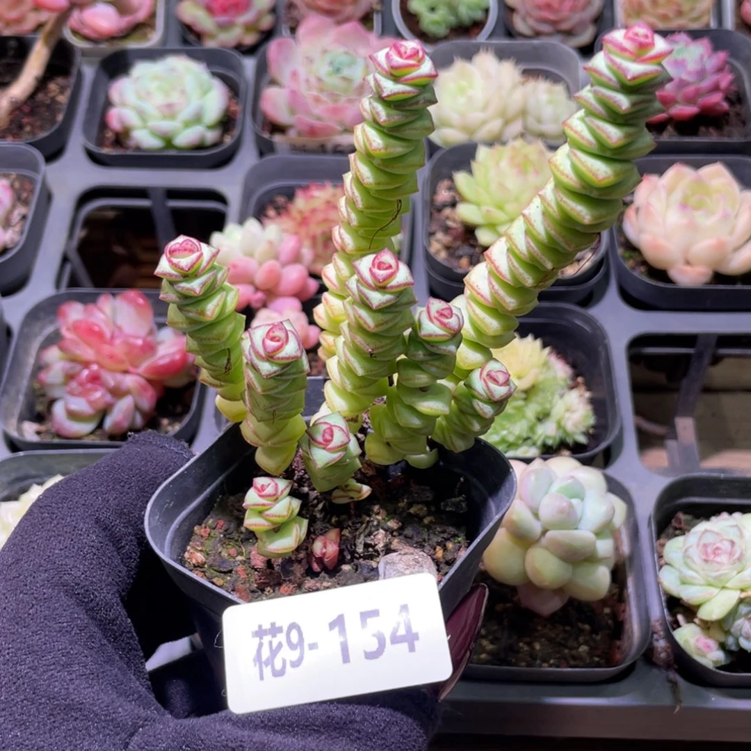 花利美9-154钱串子