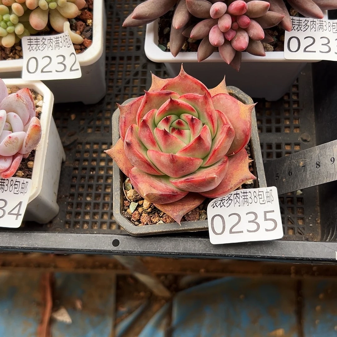 多肉一物一拍植物0235