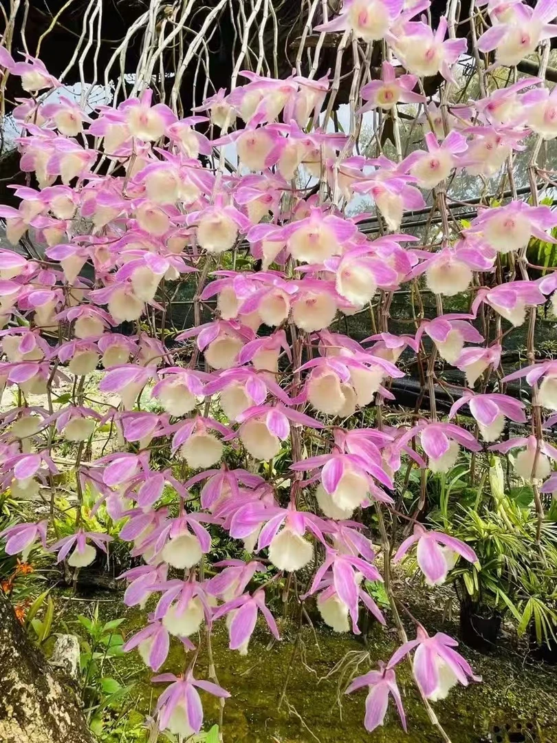 石斛花绿植专拍链接（小野）