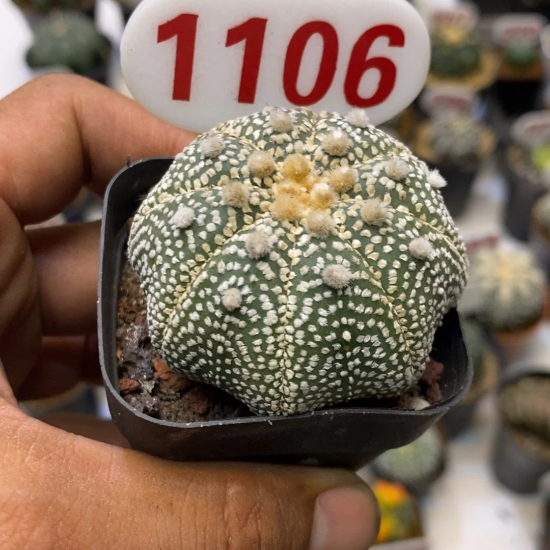 1106厚绒岩田奇迹福利