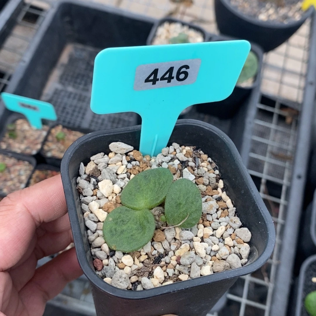 猪耳朵多肉植物一个