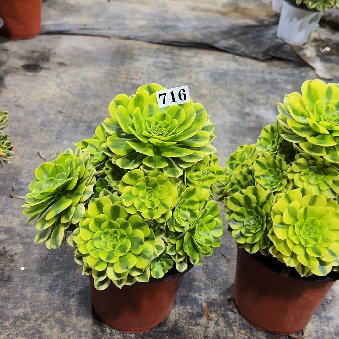 00000716金丝翡翠多肉植物