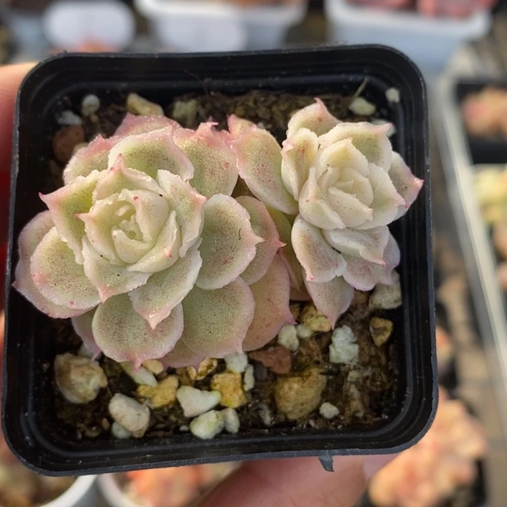 水晶虾饺 多肉 11.23