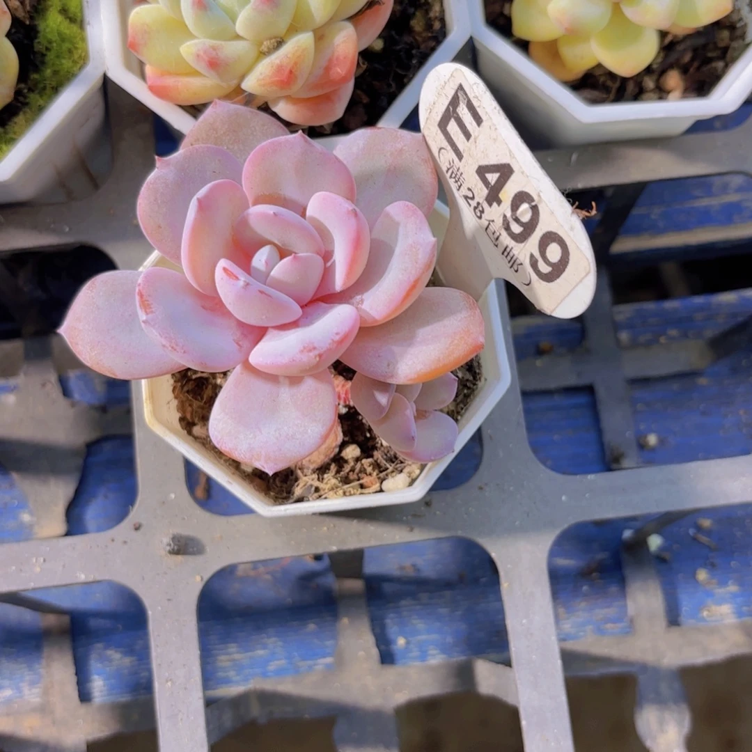 E499奶茶一物语拍