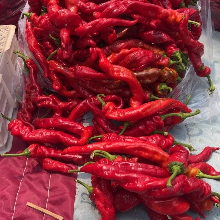 瑞妈多肉园艺5斤包邮