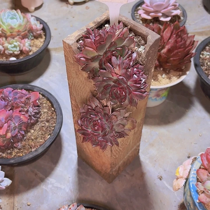 衍紫晶一物一拍12036