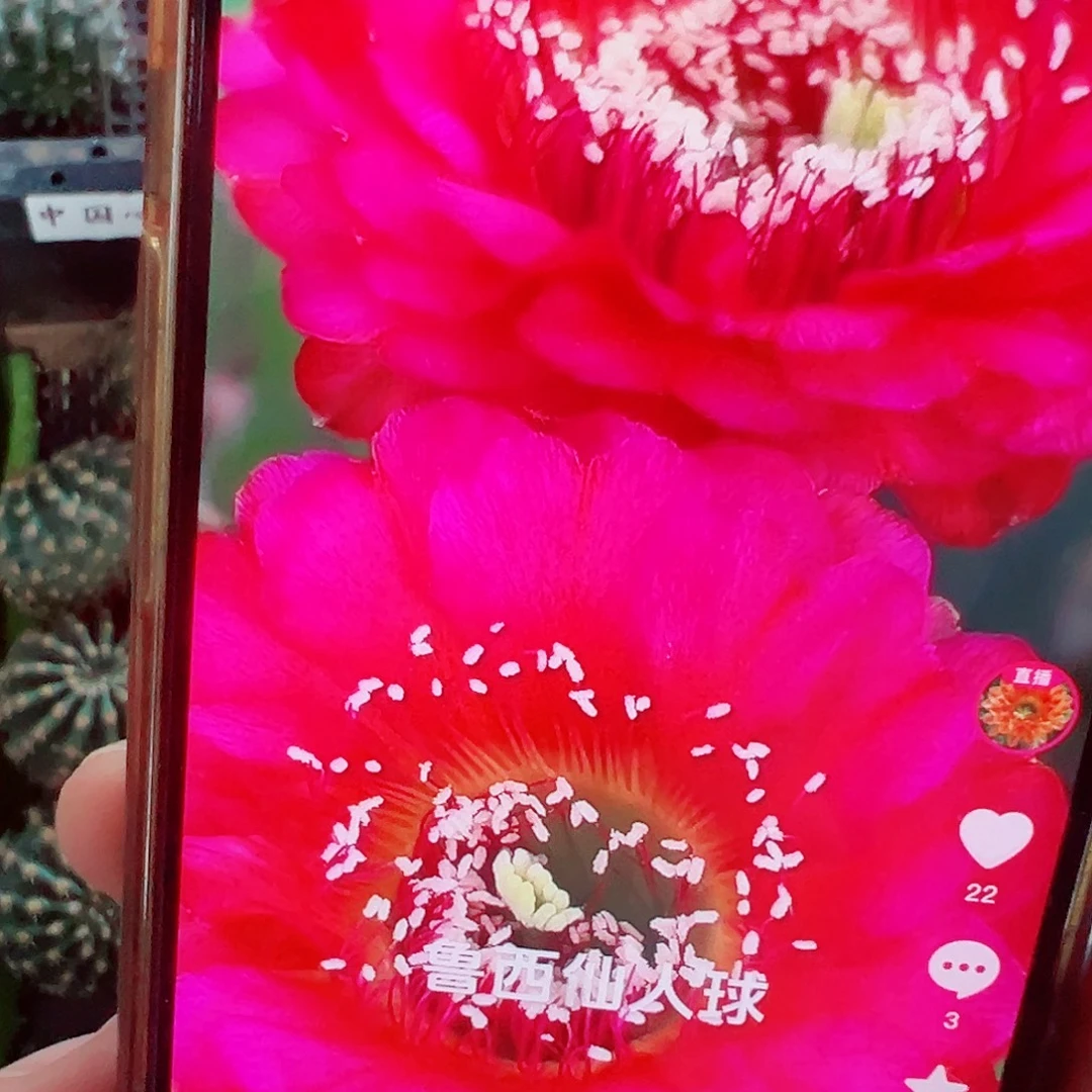 彩草 中国心 侧芽 满20包邮