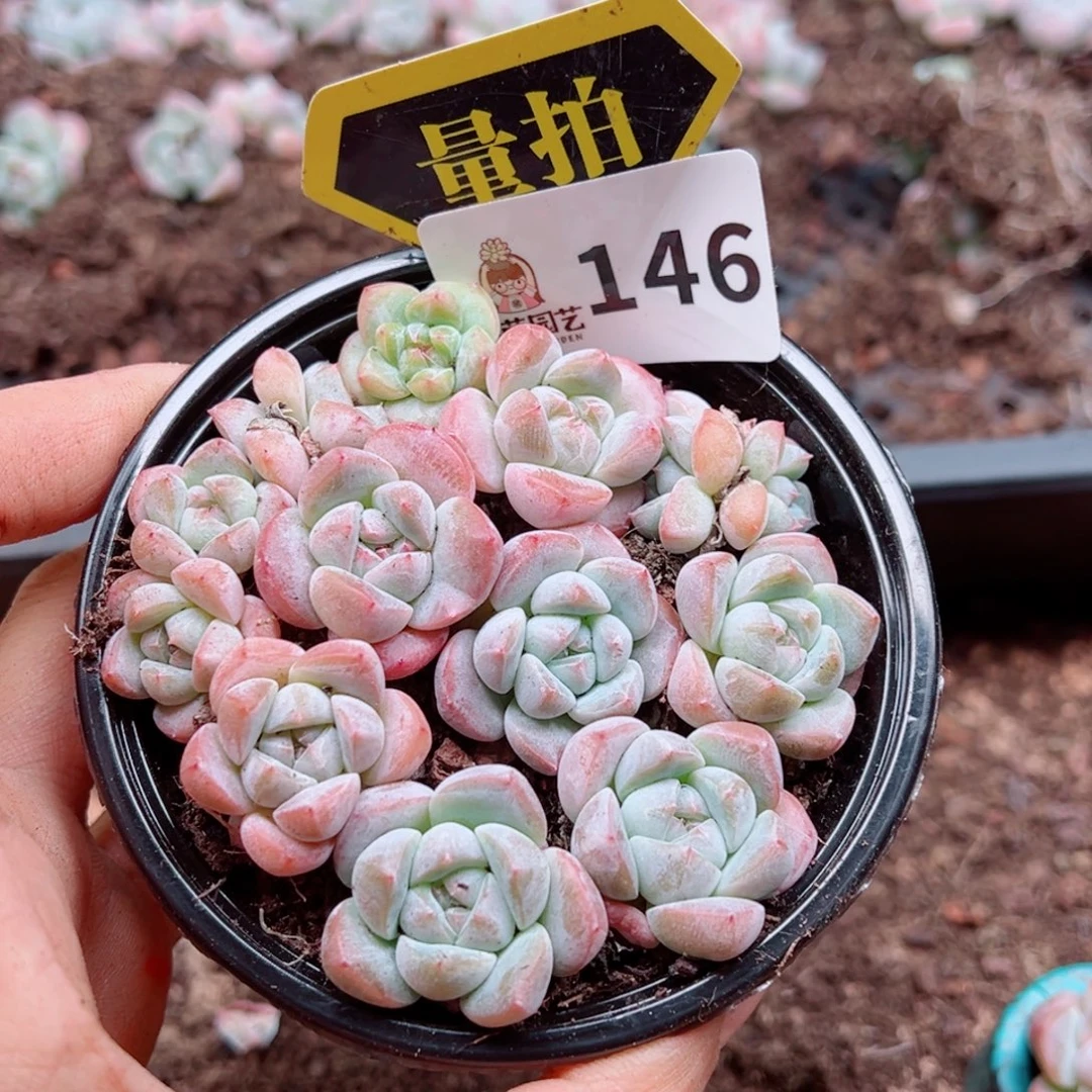 多肉植物多肉植物