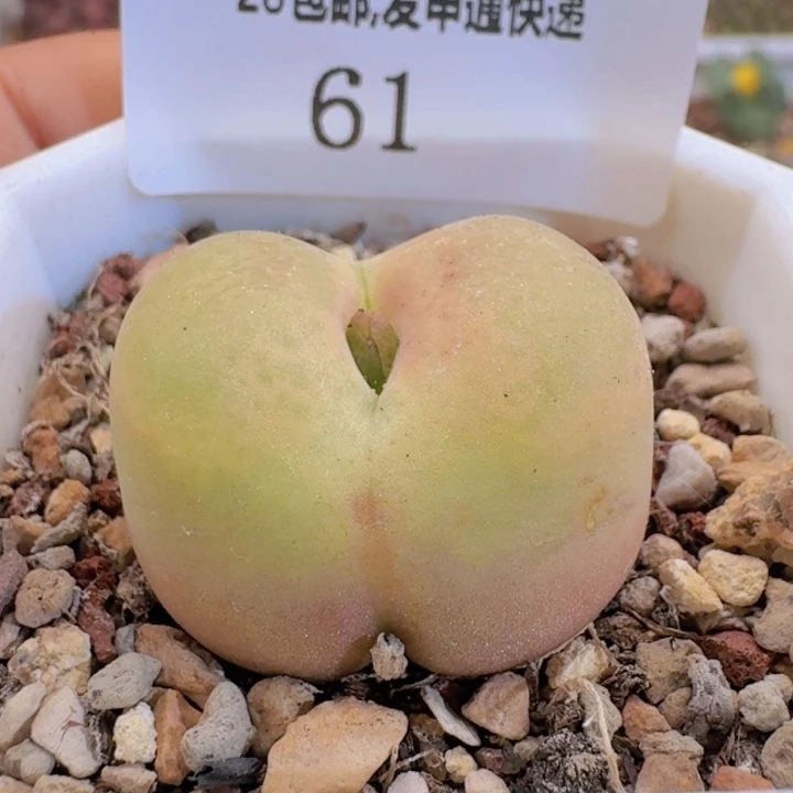 61。
