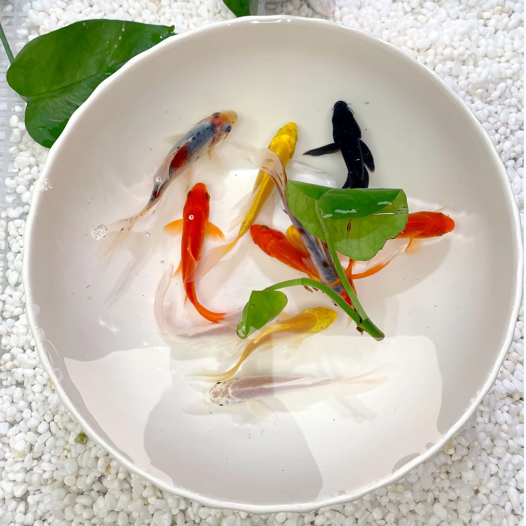 6-8cm 【11条】3金+3红+2白+2花+1黑】观赏鱼冷水鱼锦鲤 金鱼 放生鱼