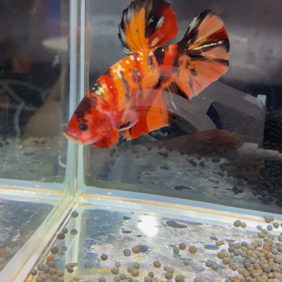 斗鱼190巨斗巨斗