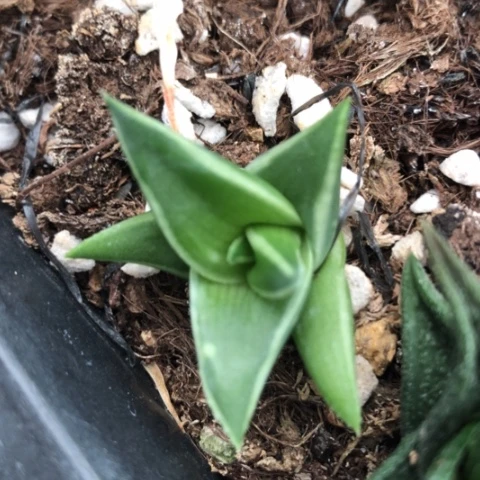 丸叶芦荟多肉植物