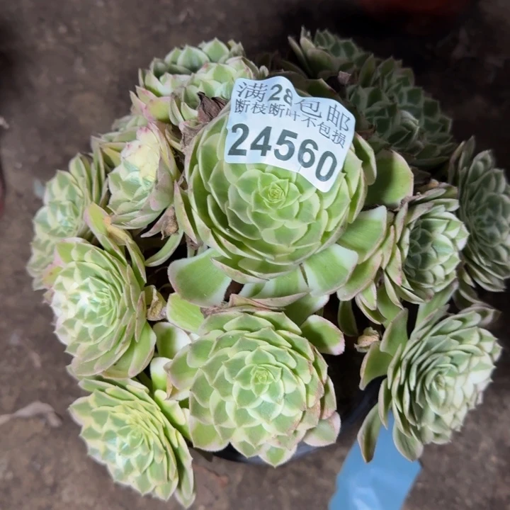 24560南孔雀翎多肉植物